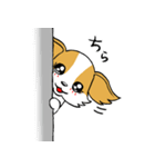 チワワのモカ君 リターンズ（個別スタンプ：33）