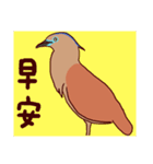 Big Bird (Gorsachius melanolophus)（個別スタンプ：13）