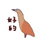 Big Bird (Gorsachius melanolophus)（個別スタンプ：35）
