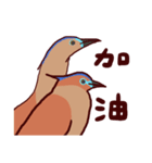 Big Bird (Gorsachius melanolophus)（個別スタンプ：36）