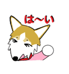 BOWWOW CORGIS！（個別スタンプ：16）