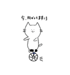 メッセンニャーのねこたん（個別スタンプ：31）