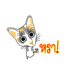 Maew Maew Thai Cat（個別スタンプ：23）