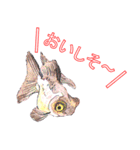 金魚（個別スタンプ：4）