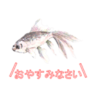 金魚（個別スタンプ：20）