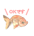 金魚（個別スタンプ：21）