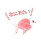 金魚（個別スタンプ：25）