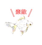 金魚（個別スタンプ：26）