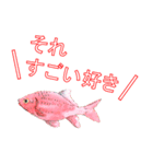 金魚（個別スタンプ：29）