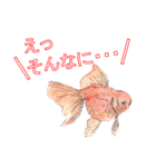 金魚（個別スタンプ：30）