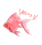 金魚（個別スタンプ：31）
