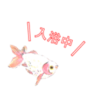 金魚（個別スタンプ：36）