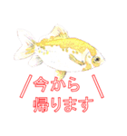 金魚（個別スタンプ：40）