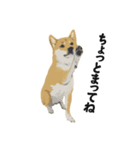 柴犬のいる生活（個別スタンプ：1）