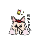 チワワのきなたん（個別スタンプ：40）