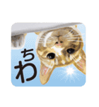 特別ではない猫たち（個別スタンプ：2）