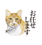 特別ではない猫たち（個別スタンプ：27）