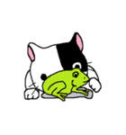 猫とカエルのまったり生活。（個別スタンプ：40）