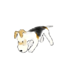 Fox Terrier（個別スタンプ：11）