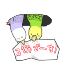 セキセイインコ（個別スタンプ：3）