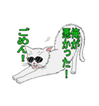 グラサンねこ（個別スタンプ：20）