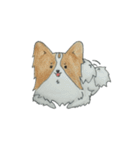 パピヨン♡（個別スタンプ：13）