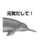 リアルなイルカのあいさつ（個別スタンプ：32）