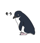 ペンギン！（個別スタンプ：4）