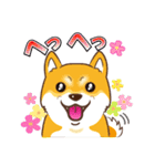 柴専（柴犬専用）（個別スタンプ：1）