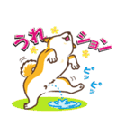 柴専（柴犬専用）（個別スタンプ：3）