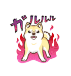 柴専（柴犬専用）（個別スタンプ：7）