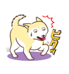 柴専（柴犬専用）（個別スタンプ：17）