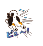 柴専（柴犬専用）（個別スタンプ：19）