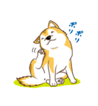 柴専（柴犬専用）（個別スタンプ：21）