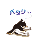 柴専（柴犬専用）（個別スタンプ：23）