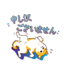 柴専（柴犬専用）（個別スタンプ：25）