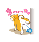 柴専（柴犬専用）（個別スタンプ：26）