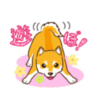 柴専（柴犬専用）（個別スタンプ：33）