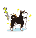 柴専（柴犬専用）（個別スタンプ：34）