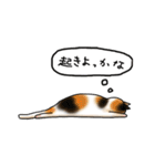 かきはらひとみ ゆる猫すたんぷ（個別スタンプ：16）