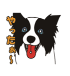 ボーダーコリーくんの日常（個別スタンプ：15）