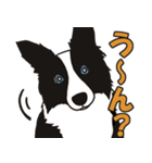 ボーダーコリーくんの日常（個別スタンプ：16）