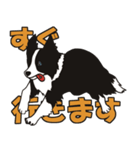ボーダーコリーくんの日常（個別スタンプ：26）