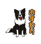 ボーダーコリーくんの日常（個別スタンプ：31）
