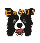ボーダーコリーくんの日常（個別スタンプ：37）
