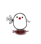 白文鳥ちゅんちゃんとシマエナガ（個別スタンプ：3）