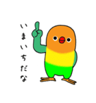 のんちゅとボタンインコ（個別スタンプ：16）