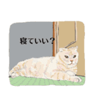 61匹の猫（個別スタンプ：30）