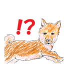 リアル？柴犬（個別スタンプ：7）