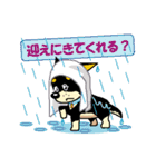 黒柴テリーちゃん（個別スタンプ：8）